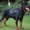 Professional Multifunctional Tactical Harness Vest for Active Dogs