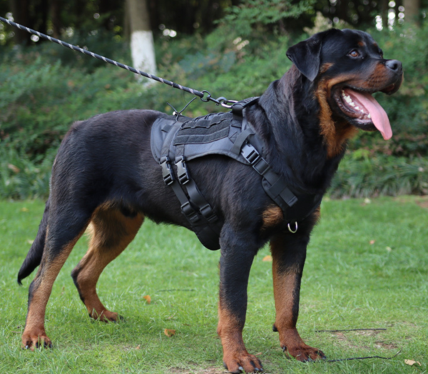 Professional Multifunctional Tactical Harness Vest for Active Dogs