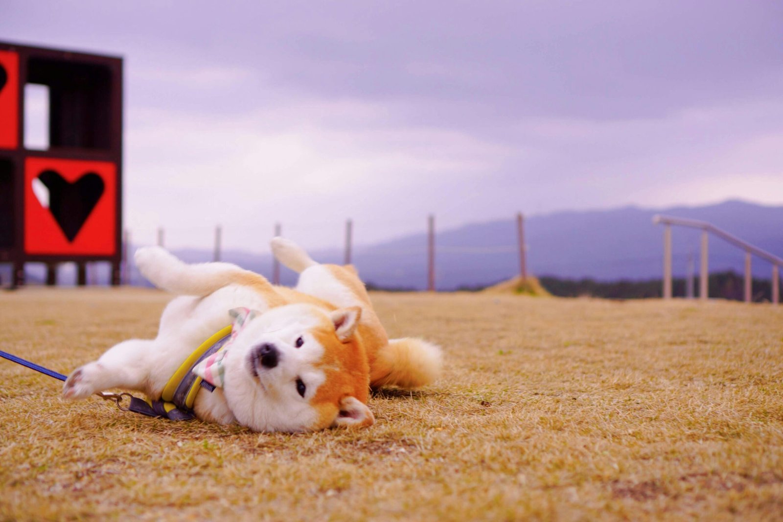 A playful Shiba Inu lying on the grass outdoors in Osaka, Japan.