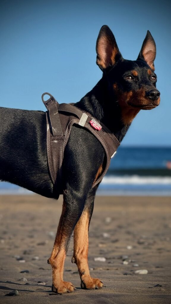 A Miniature Pinscher dog standing on a sandy beach under a clear blue sky.