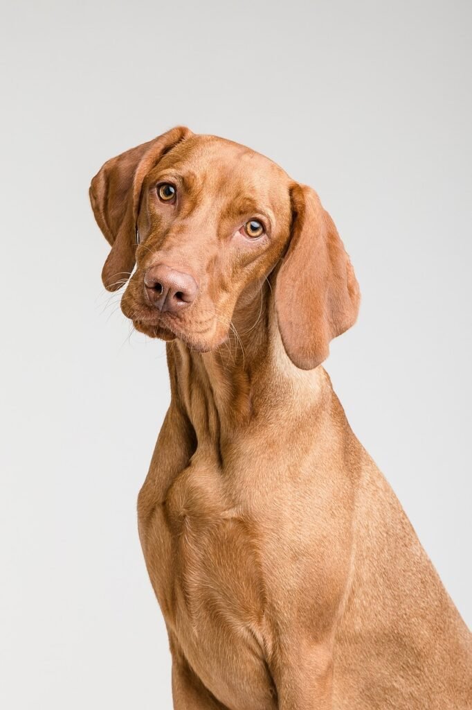 dog, pet, canine, animal, fur, snout, nature, mammal, portrait, dog portrait, animal world